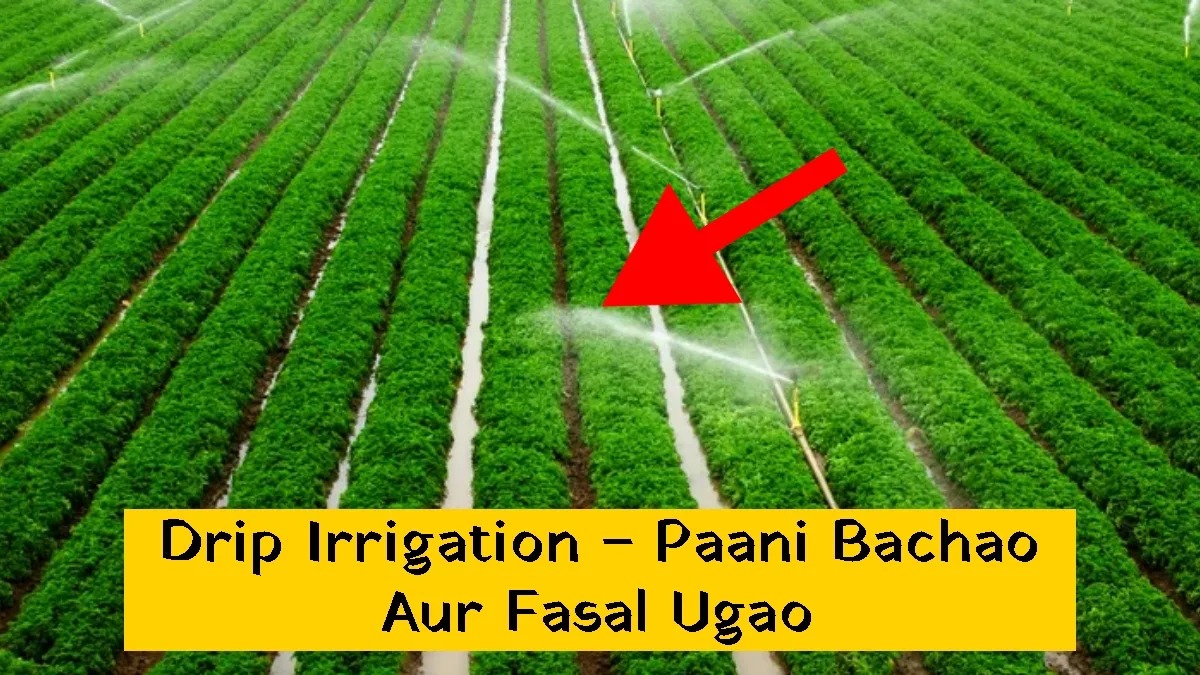 Drip Irrigation – Paani Bachao Aur Fasal Ugao
