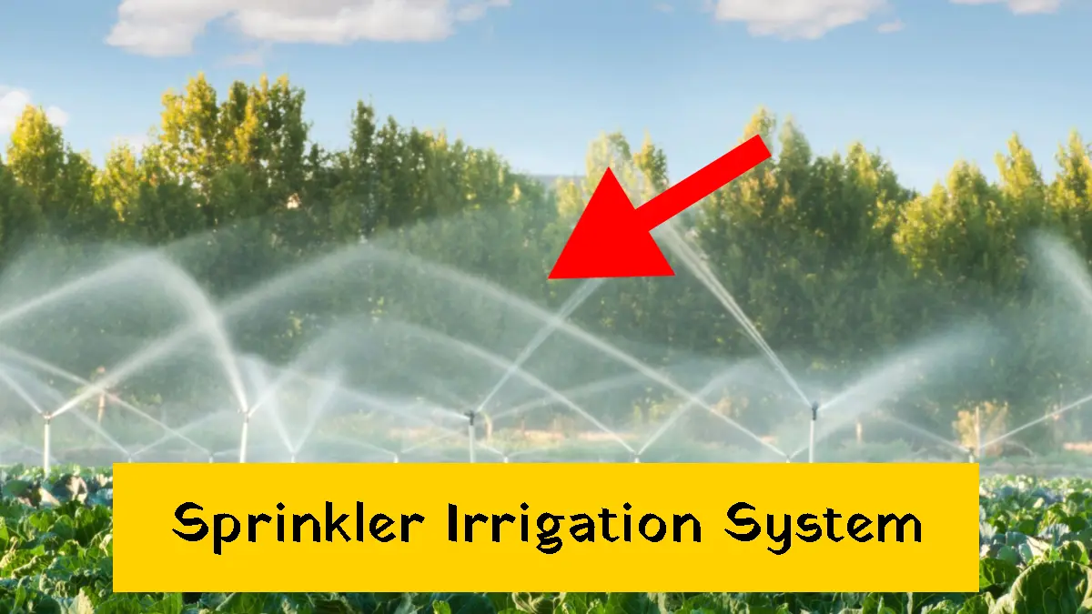 How to Install Sprinkler Irrigation System: Tools and Steps