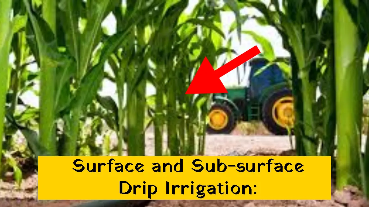Surface and Sub-surface Drip Irrigation