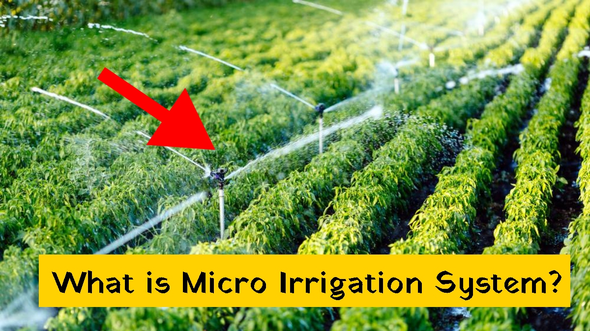 What is Micro Irrigation System? PMKSY and Types Explained